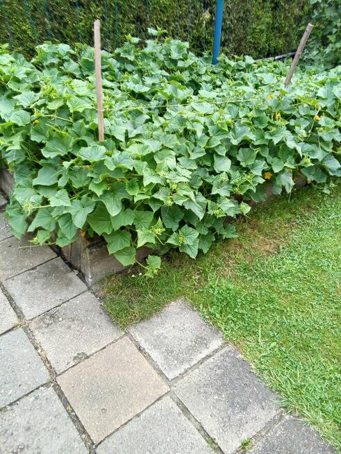 Sprzedam działkę gród łan Bytom