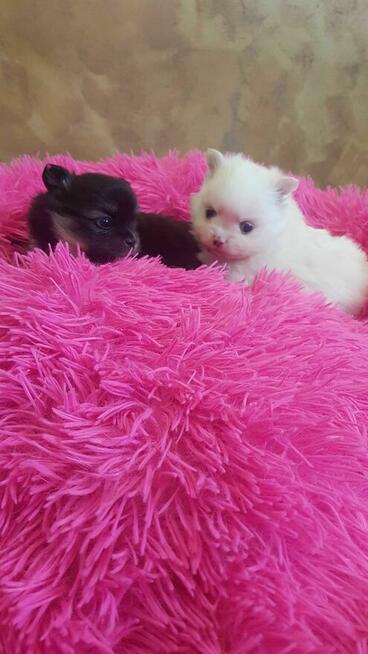 Śliczna suczka czarna szpic pomeranion