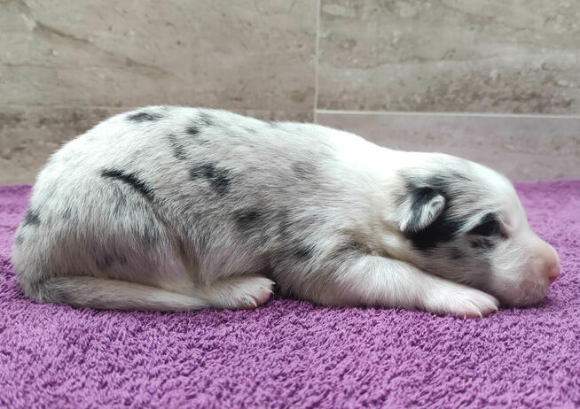 Rasowy pies bluemerle Border Collie z pełną dok. przebadani