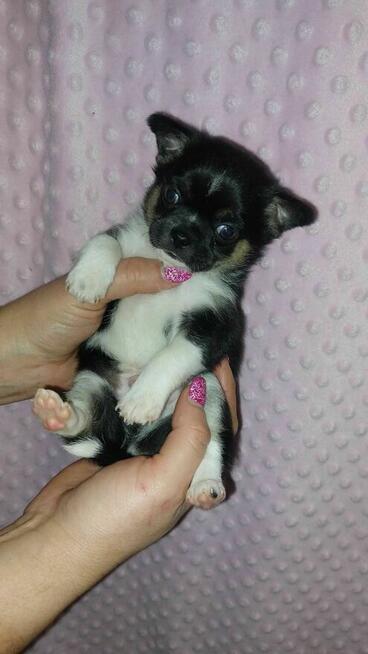 Szczeniaki CHIHUAHUA