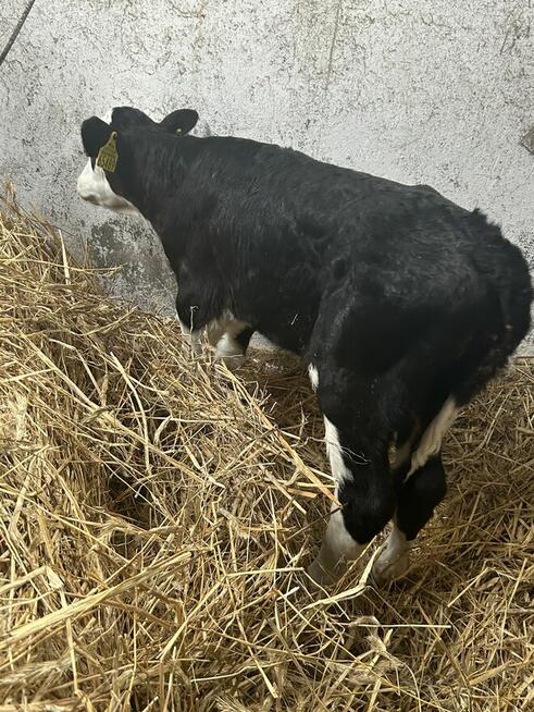 Sprzedam jałoweczke