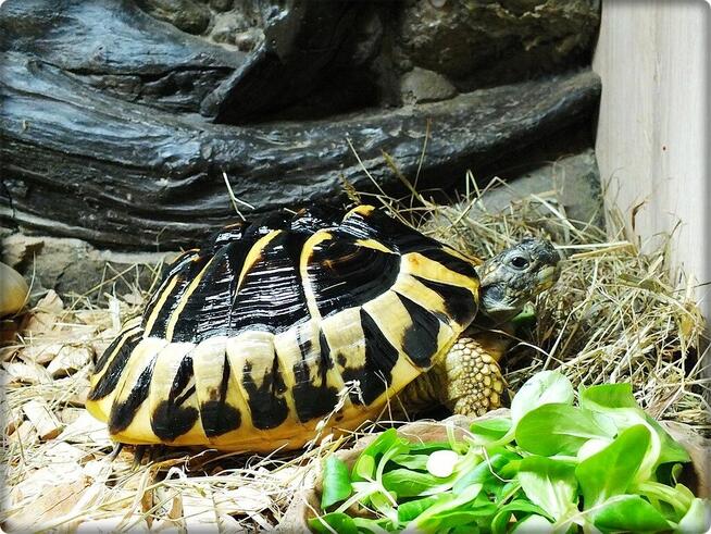 Żółw Grecki Samica ok. 30cm / 10 lat