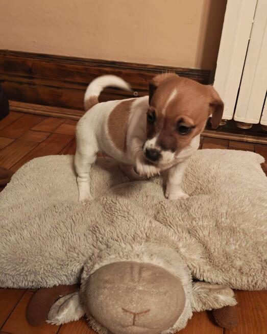 Suczki rasy Jack Russell Terrier z rodowodem