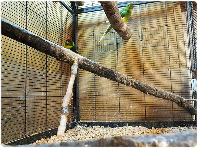 Papugi Modrolotki (Kozy) Parka legowa Samiec i Samica z 202