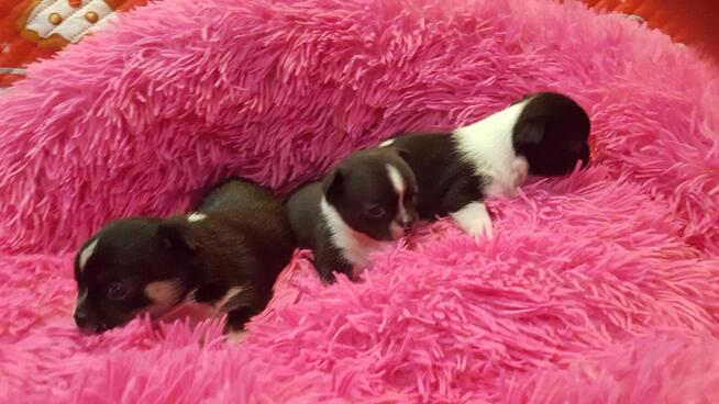 Szczeniaki CHIHUAHUA