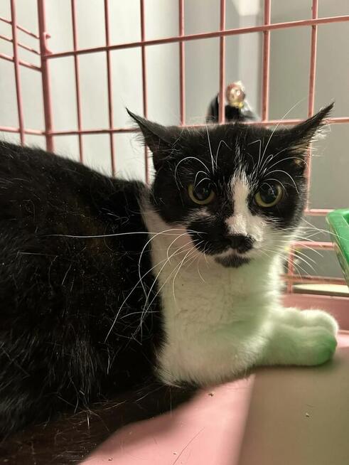 Kotka Zelda szuka domu -schronisko Zgierz-aktualne