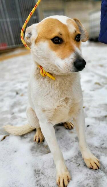 ZUZU - młodziutki, łagodny psiak szuka domu