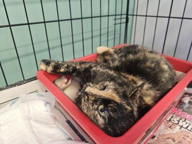 Mrucząca, ugniatająca łapkami młoda kotka A13/051