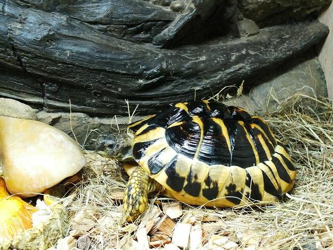 Żółw Grecki Samica ok. 30cm / 10 lat