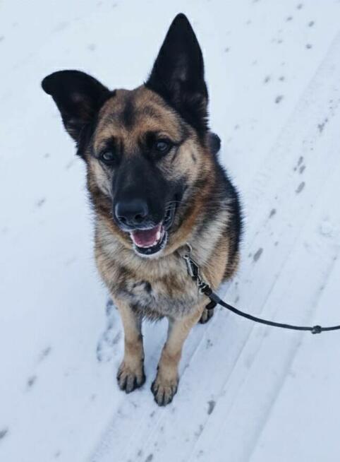 Aktywny starszy psiak Maxym