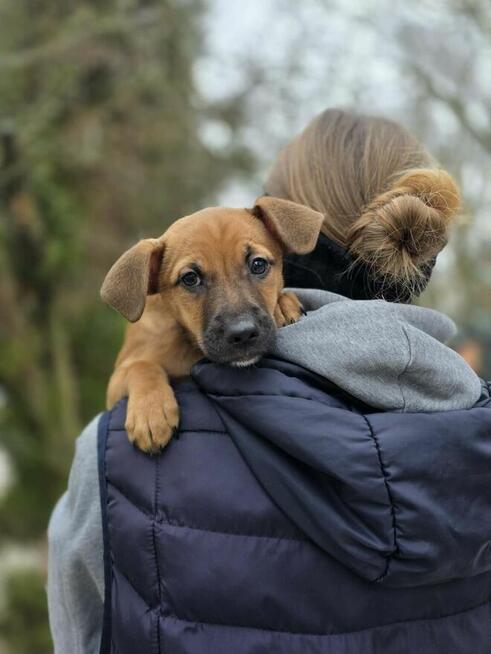 Szczeniaki -dwa pieski i suczka do odpowiedzialnej dopcji