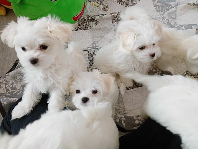 Maltańczyk szczenię -boy