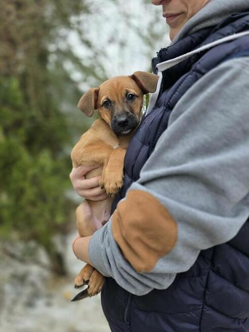 Szczeniaki -dwa pieski i suczka do odpowiedzialnej dopcji