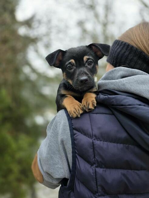 Szczeniaki -dwa pieski i suczka do odpowiedzialnej dopcji
