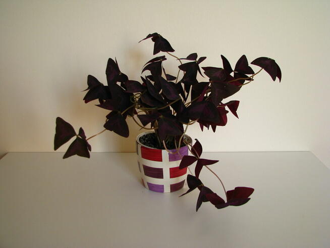 Szczawik trójkątny purpurowy na taras do mieszkania oranżeri