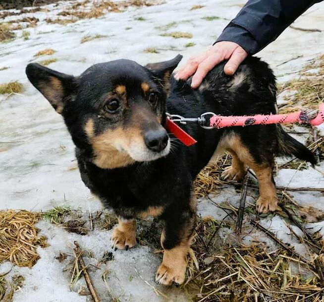 LUSIA - niewielka sunia szuka domu PILNE!