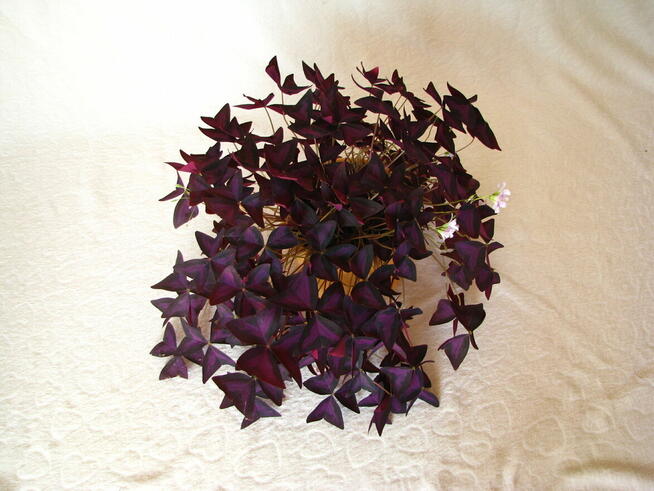 Szczawik trójkątny purpurowy na taras do mieszkania oranżeri