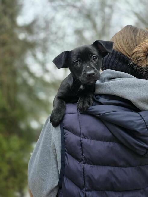 Szczeniaki -dwa pieski i suczka do odpowiedzialnej dopcji