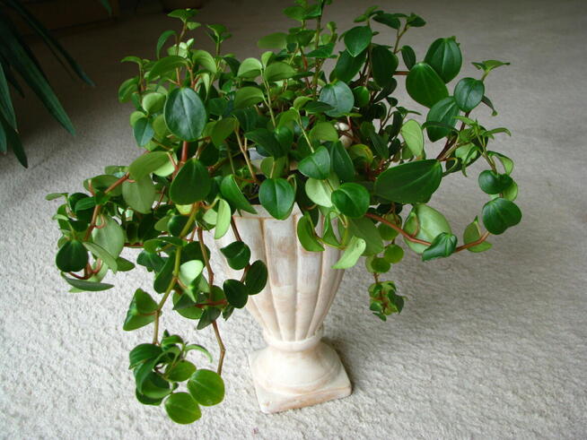 Mulenbekia – piękna zdrowa roślinka ozdobna