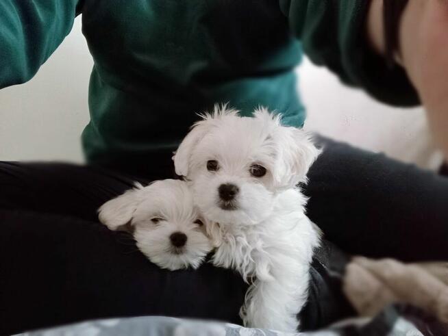 Maltańczyk szczenię -boy