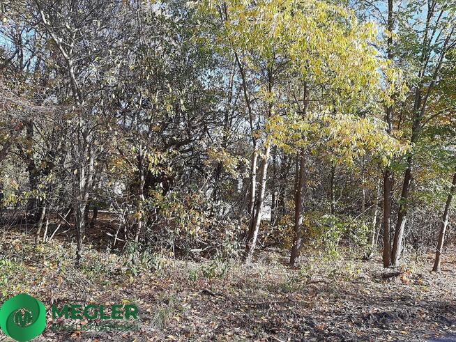 Działka w otulinie Lasu Młochowskiego