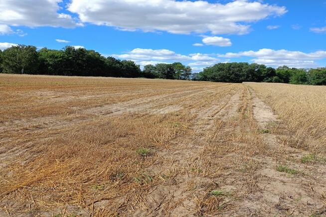 Działka rolna Dąbkowice Dolne/ Łowicza -13 300m2