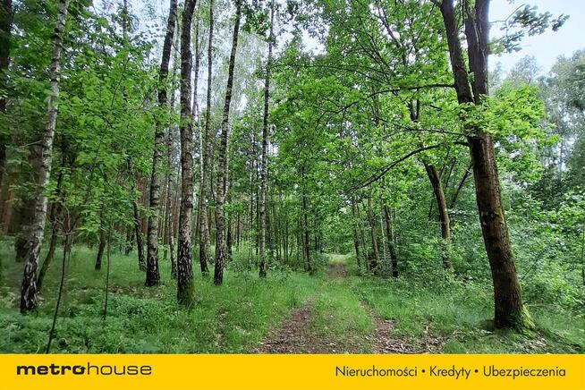 6 ha Lasu w Klawkowie