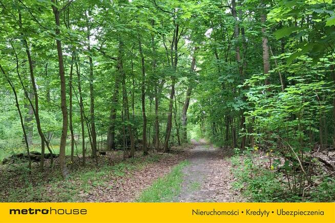 6 ha Lasu w Klawkowie