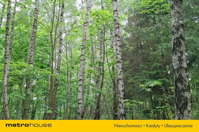 6 ha Lasu w Klawkowie