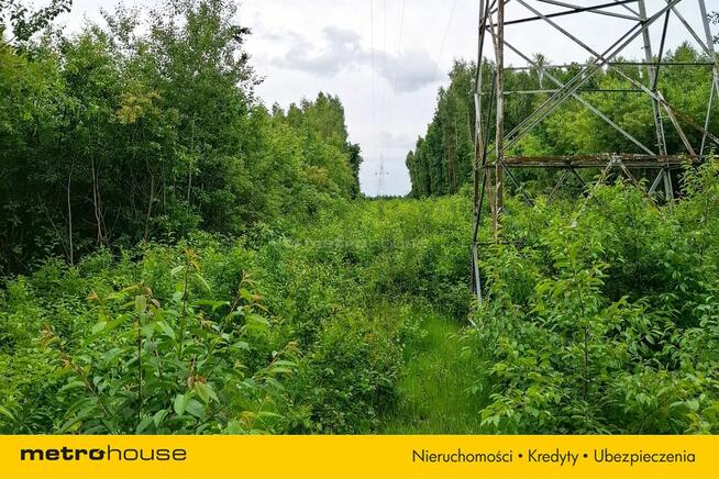 6 ha Lasu w Klawkowie