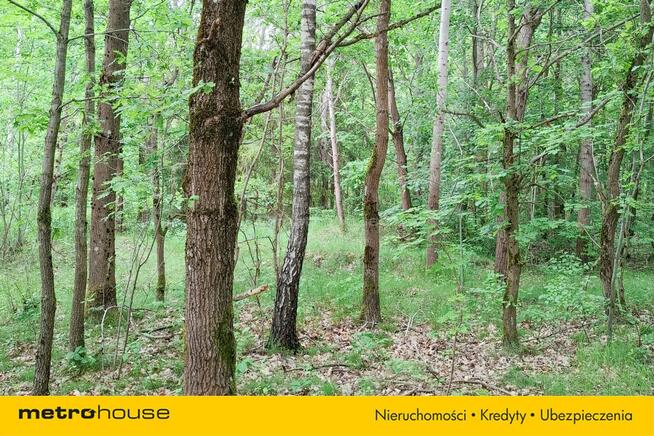 6 ha Lasu w Klawkowie