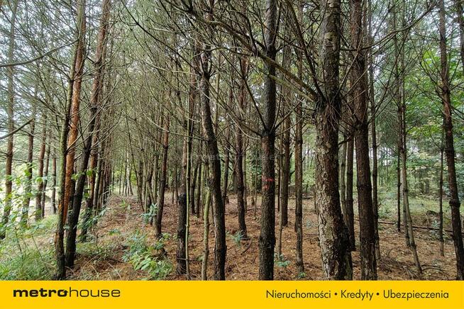 Na sprzedaż 3-ha działka leśna w okolicy Mławy