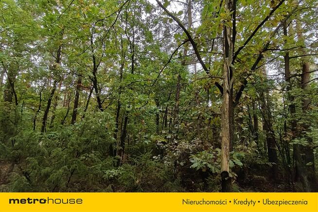 Na sprzedaż 3-ha działka leśna w okolicy Mławy