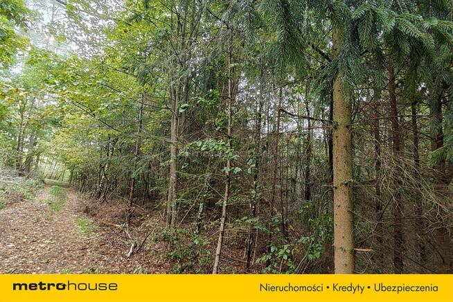 Na sprzedaż 3-ha działka leśna w okolicy Mławy