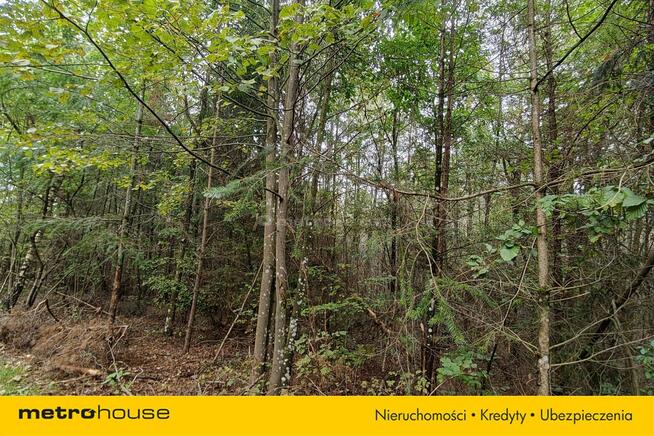 Na sprzedaż 3-ha działka leśna w okolicy Mławy