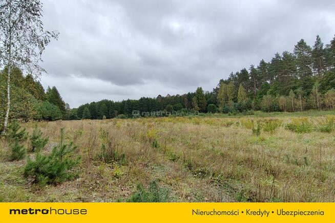 Na sprzedaż 3-ha działka leśna w okolicy Mławy