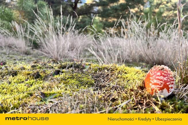 Działka siedliskowa z linią brzegową, przy lesie