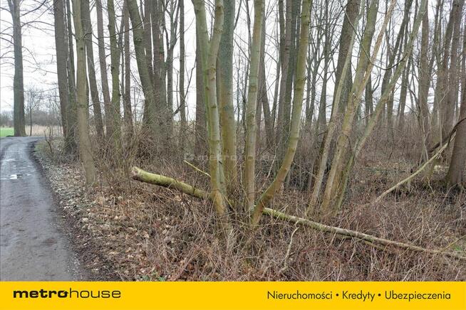 Kawałek lasu tylko dla siebie