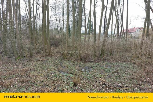 Kawałek lasu tylko dla siebie