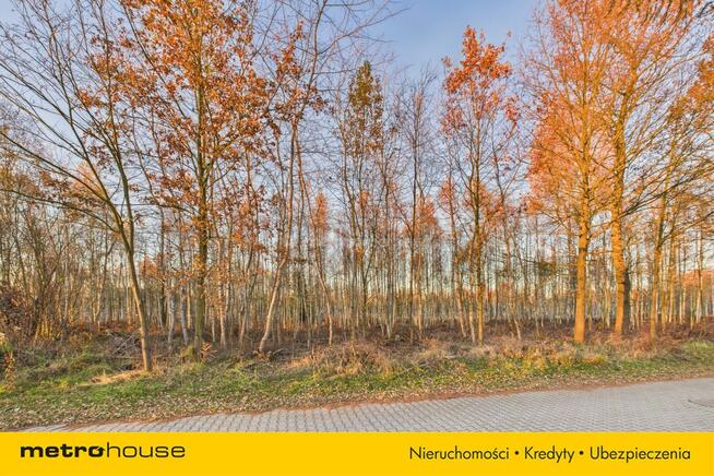 Kalina,Herby mały dom na działce przy lesie