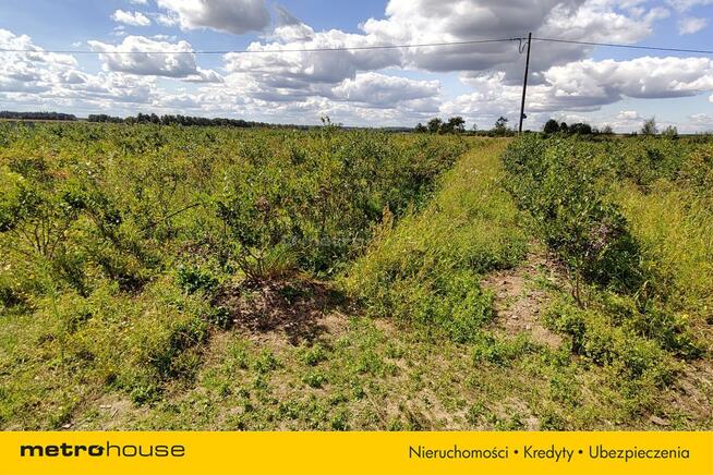 Sprzedam dom w Ruszkowie na 3,2 ha działce