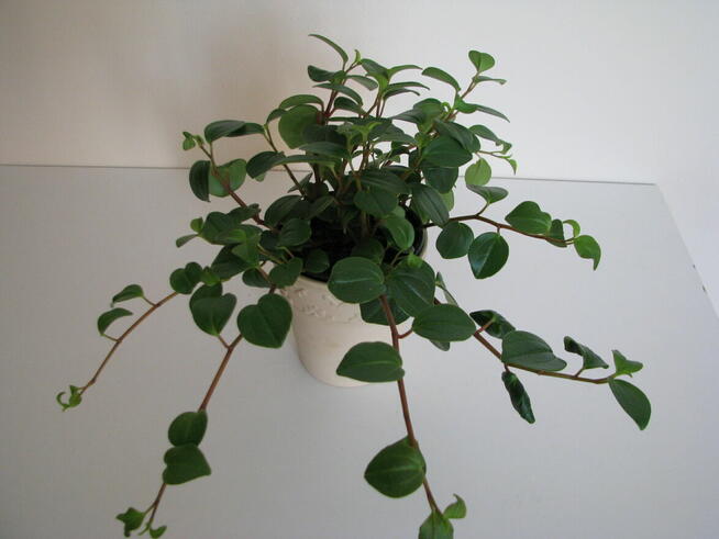 Mulenbekia – piękna zdrowa roślinka ozdobna