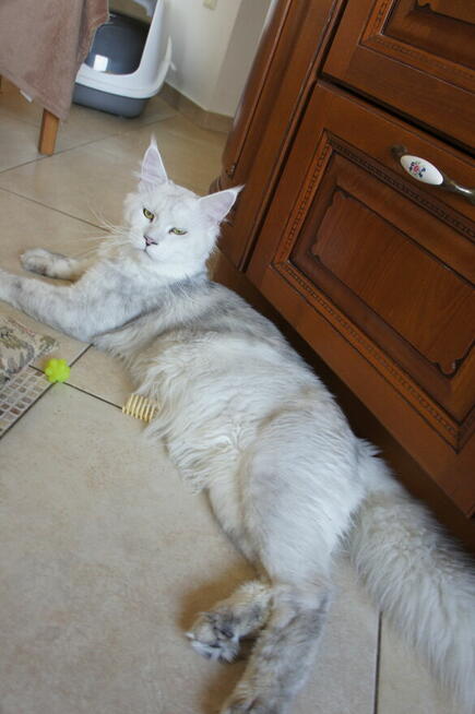 śliczne kocięta MAINE COON