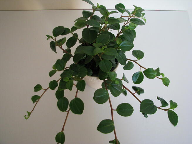 Mulenbekia – piękna zdrowa roślinka ozdobna