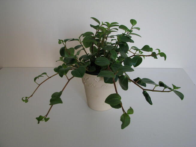 Mulenbekia – piękna zdrowa roślinka ozdobna