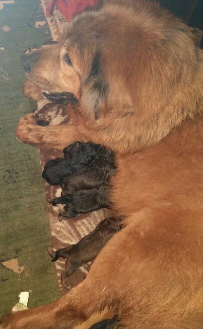 Mastif Tybetański szczeniak