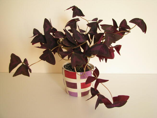 Szczawik trójkątny purpurowy na taras do mieszkania oranżeri