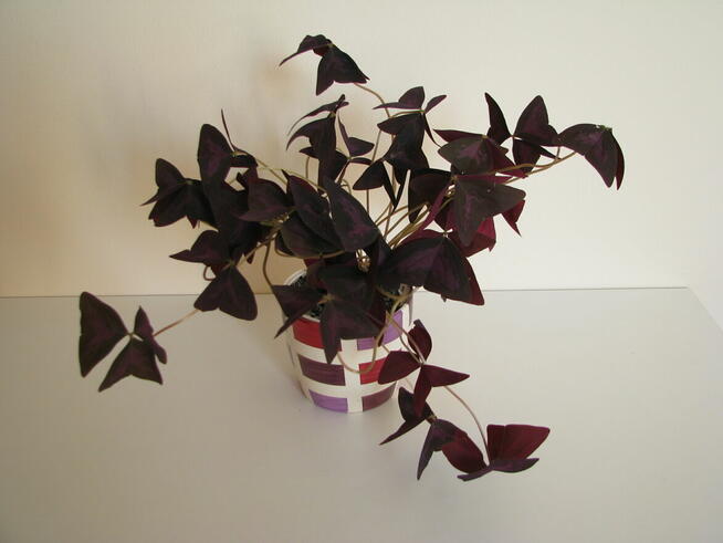 Szczawik trójkątny purpurowy na taras do mieszkania oranżeri