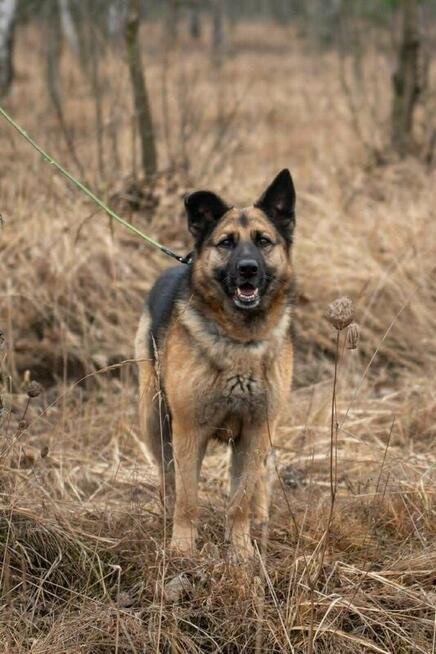 Aktywny starszy psiak Maxym