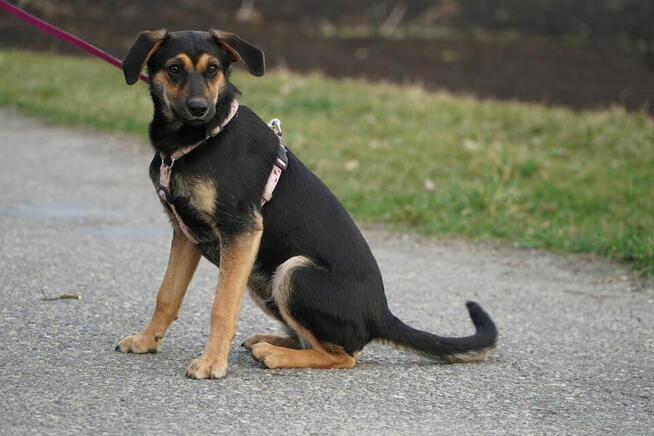 Mały bohater o wielkim sercu czeka na dom!